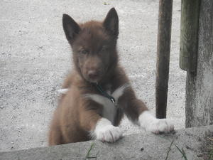 canadian-eskimo-dog picture
