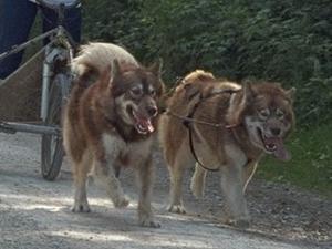 canadian-eskimo-dog picture