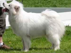 canadian-eskimo-dog picture