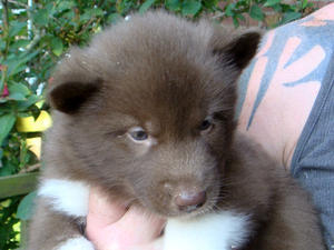 canadian-eskimo-dog picture
