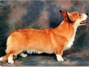 cardigan-welsh-corgi picture