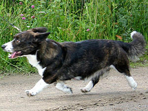 cardigan-welsh-corgi picture