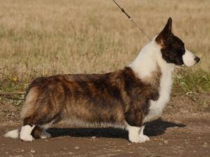 cardigan-welsh-corgi picture