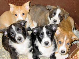 cardigan-welsh-corgi picture