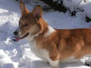 cardigan-welsh-corgi picture