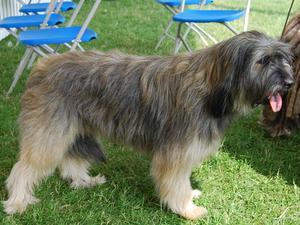 catalan-sheepdog picture