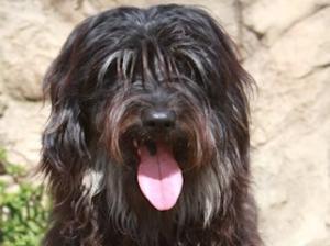 catalan-sheepdog picture