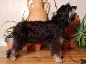 catalan-sheepdog picture