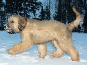 catalan-sheepdog picture