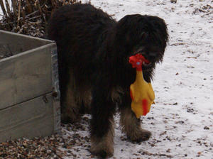 catalan-sheepdog picture
