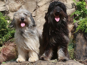 catalan-sheepdog picture
