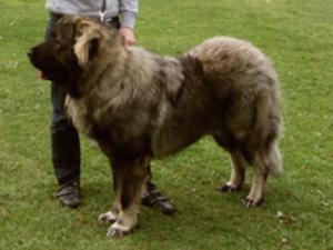 caucasian-shepherd-dog picture