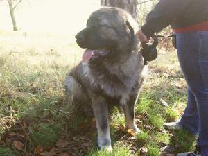 caucasian-shepherd-dog picture