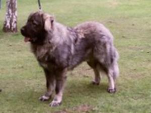 caucasian-shepherd-dog picture