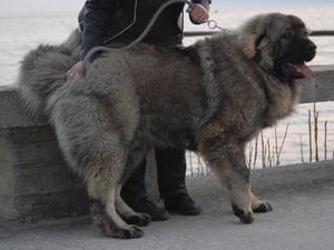 caucasian-shepherd-dog picture