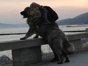 caucasian-shepherd-dog picture