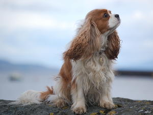 cavalier-king-charles-spaniel picture