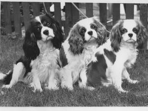 cavalier-king-charles-spaniel picture