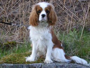cavalier-king-charles-spaniel picture