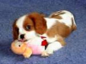 cavalier-king-charles-spaniel picture