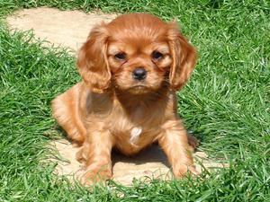 cavalier-king-charles-spaniel picture