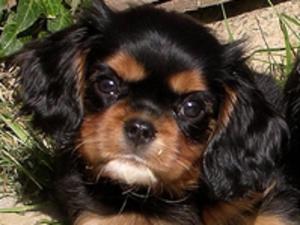 cavalier-king-charles-spaniel picture