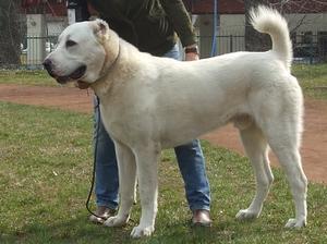 central-asian-shepherd-dog picture
