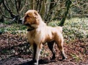 central-asian-shepherd-dog picture