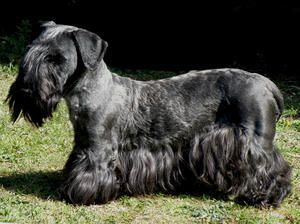 cesky-terrier picture