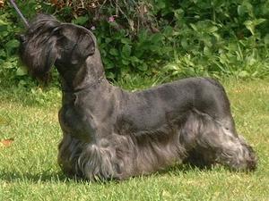 cesky-terrier picture