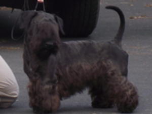 cesky-terrier picture