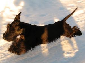cesky-terrier picture