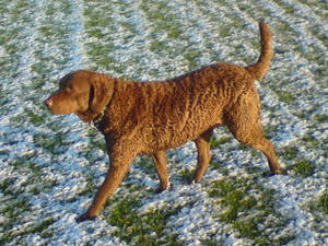 Chesapeake Bay Retriever picture