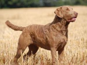 chesapeake-bay-retriever picture
