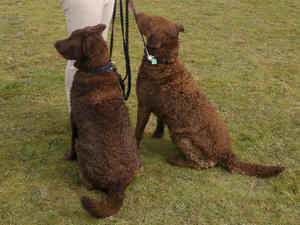 chesapeake-bay-retriever picture