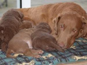 chesapeake-bay-retriever picture