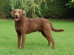 chesapeake-bay-retriever picture