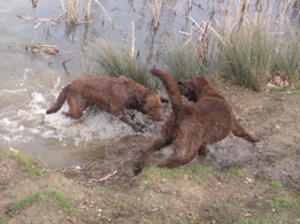 chesapeake-bay-retriever picture