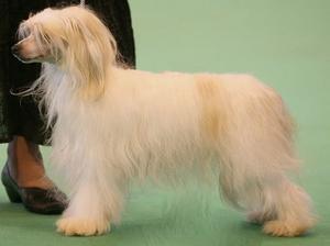 chinese-crested-dog picture