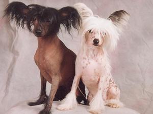 chinese-crested-dog picture