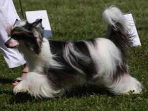 chinese-crested-dog picture