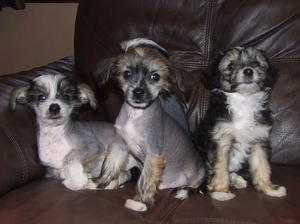 chinese-crested-dog picture
