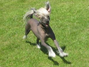 chinese-crested-dog picture
