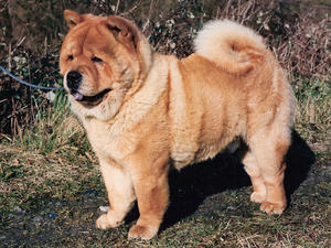 chow-chow picture