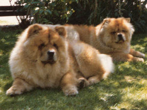 chow-chow picture