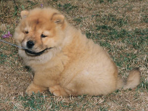 chow-chow picture