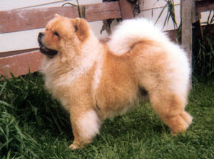 chow-chow picture