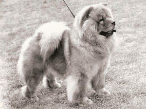 chow-chow picture