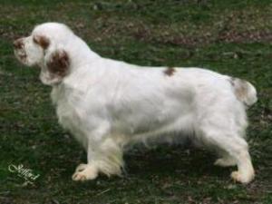 clumber-spaniel picture