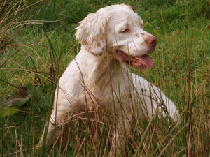 clumber-spaniel picture